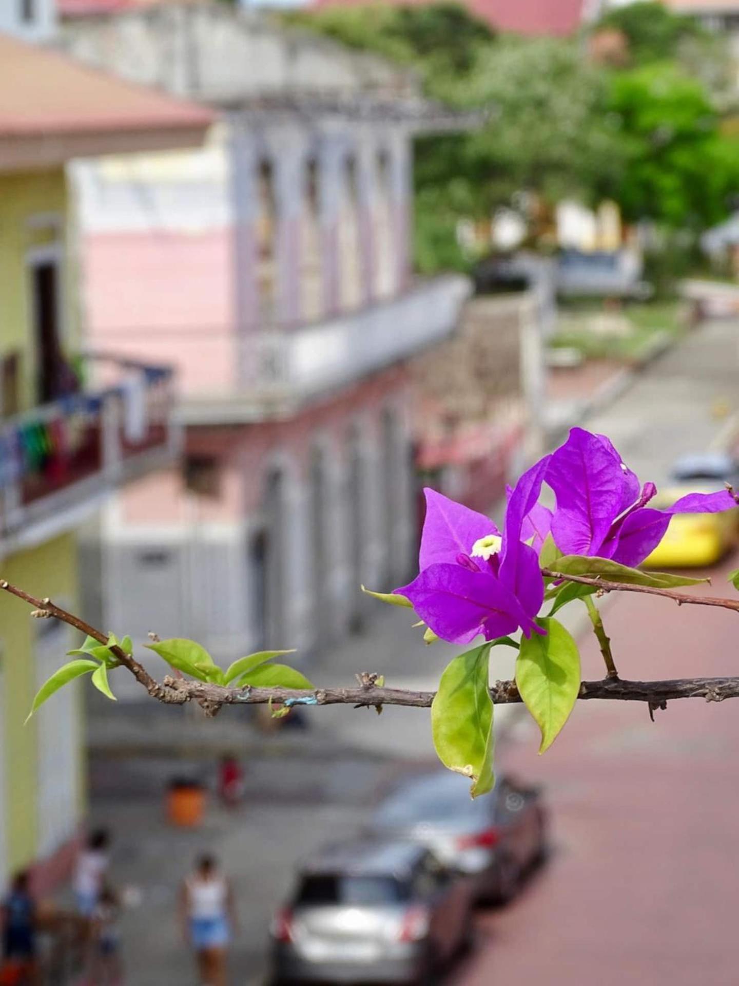 Bocas Style Apartment - Casco Viejo Panama City Ngoại thất bức ảnh